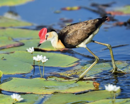 Importancia de la conservación del medio ambiente